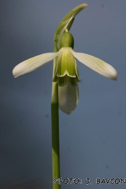 Galanthus nivalis \'Gora\'