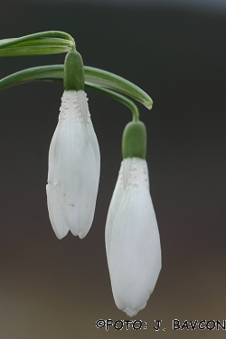 Galanthus nivalis \'Hrastovlje\'