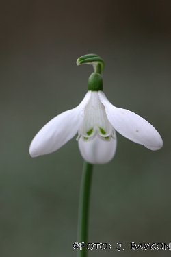 Galanthus nivalis \'Kija\'