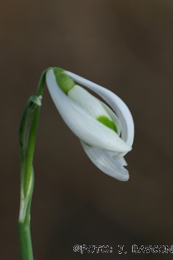 Galanthus nivalis \'Klešče\'