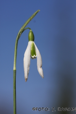 Galanthus nivalis \'Koper - Capodistria\'