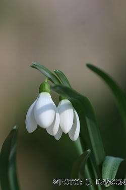 Galanthus nivalis \'Krinolinca\'