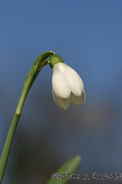 Galanthus nivalis \'Krinolinca Quartet\'