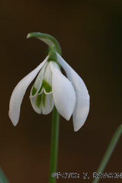 Galanthus nivalis \'Lampijonček\'