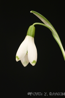 Galanthus nivalis \'Lea\'