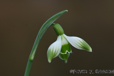 Galanthus nivalis \'Ljubljana\'