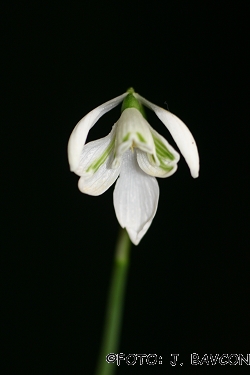 Galanthus nivalis \'Lobeliocvetni\'