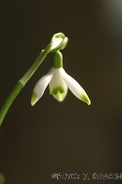 Galanthus nivalis \'Mala Kronica\'