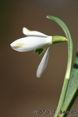 Galanthus nivalis \'Malovše\'