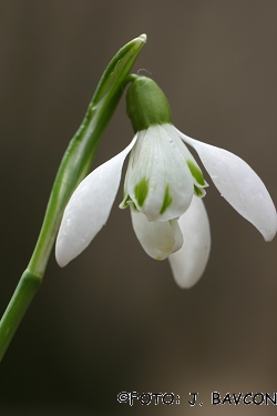 Galanthus nivalis \'Medno\'