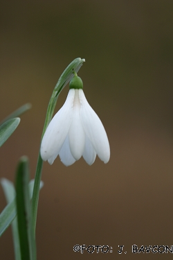 Galanthus nivalis \'Mura\'