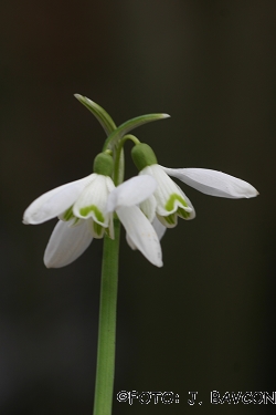 Galanthus nivalis \'Murska Sobota\'