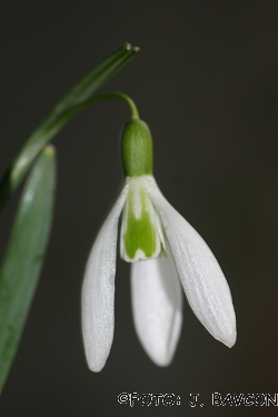 Galanthus nivalis \'Netopir\'