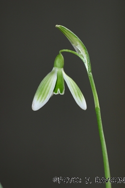 Galanthus nivalis \'Nova Gorica\'