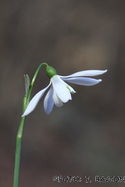 Galanthus nivalis \'Orlicocvetni\'