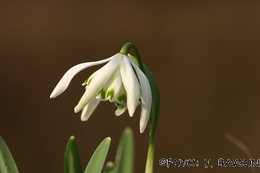 Galanthus nivalis \'Pajek\'