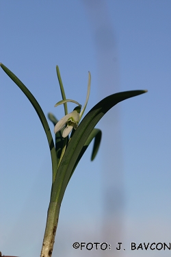 Galanthus nivalis \'Petlistni\'