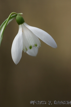 Galanthus nivalis \'Podsreda\'