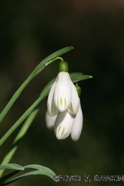 Galanthus nivalis \'Progaste Krinolince\'