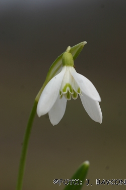 Galanthus nivalis \'Quartet\'