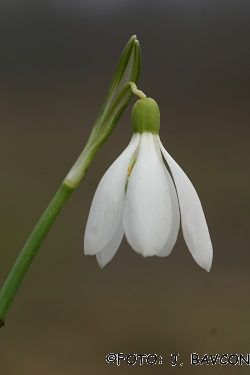 Galanthus nivalis \'Quintet\'