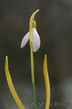 Galanthus nivalis \'Rumenoglavi\'