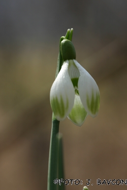 Galanthus nivalis \'Sara\'