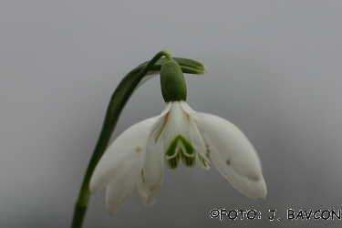 Galanthus nivalis \'Sextet\'