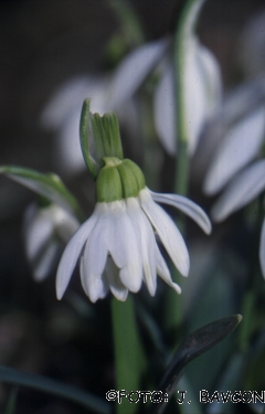 Galanthus nivalis \'Siamski Četvorčki\'