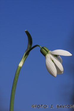 Galanthus nivalis \'Siamski Dvojčki\'