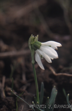 Galanthus nivalis \'Siamski Trojčki\'