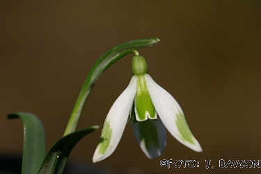 Galanthus nivalis \'Sortež\'