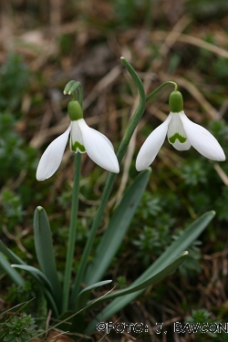 Galanthus nivalis \'Sova\'