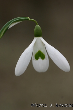 Galanthus nivalis \'Srček\'