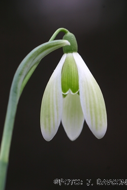 Galanthus nivalis \'Tomišelj\'