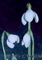 Galanthus nivalis \'Veržej\'