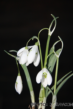 Galanthus nivalis \'Vile\'