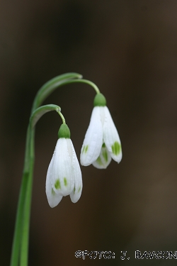 Galanthus nivalis \'Vipava\'