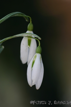 Galanthus nivalis \'Vrtoče\'