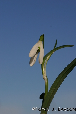 Galanthus nivalis \'Zajček\'