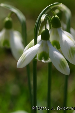 Galanthus nivalis \'Zarnikova\'