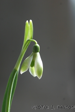 Galanthus nivalis \'Zelen\'