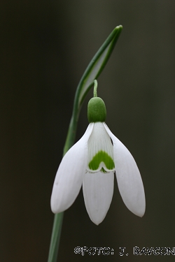 Galanthus nivalis \'Zeleni A\'