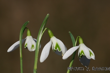 Galanthus nivalis \'Zeleni Pacek\'