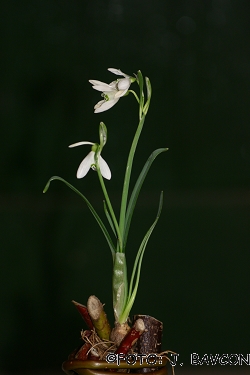 Galanthus nivalis \'Zminec\'