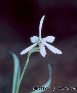 Galanthus nivalis \'Zvezdica\'