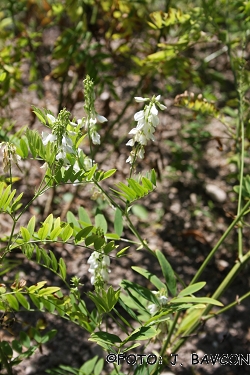 Galega officinalis