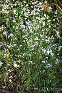 Galium palustre