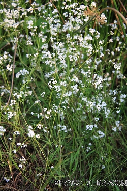 Galium palustre