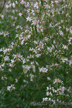 Gaura biennis